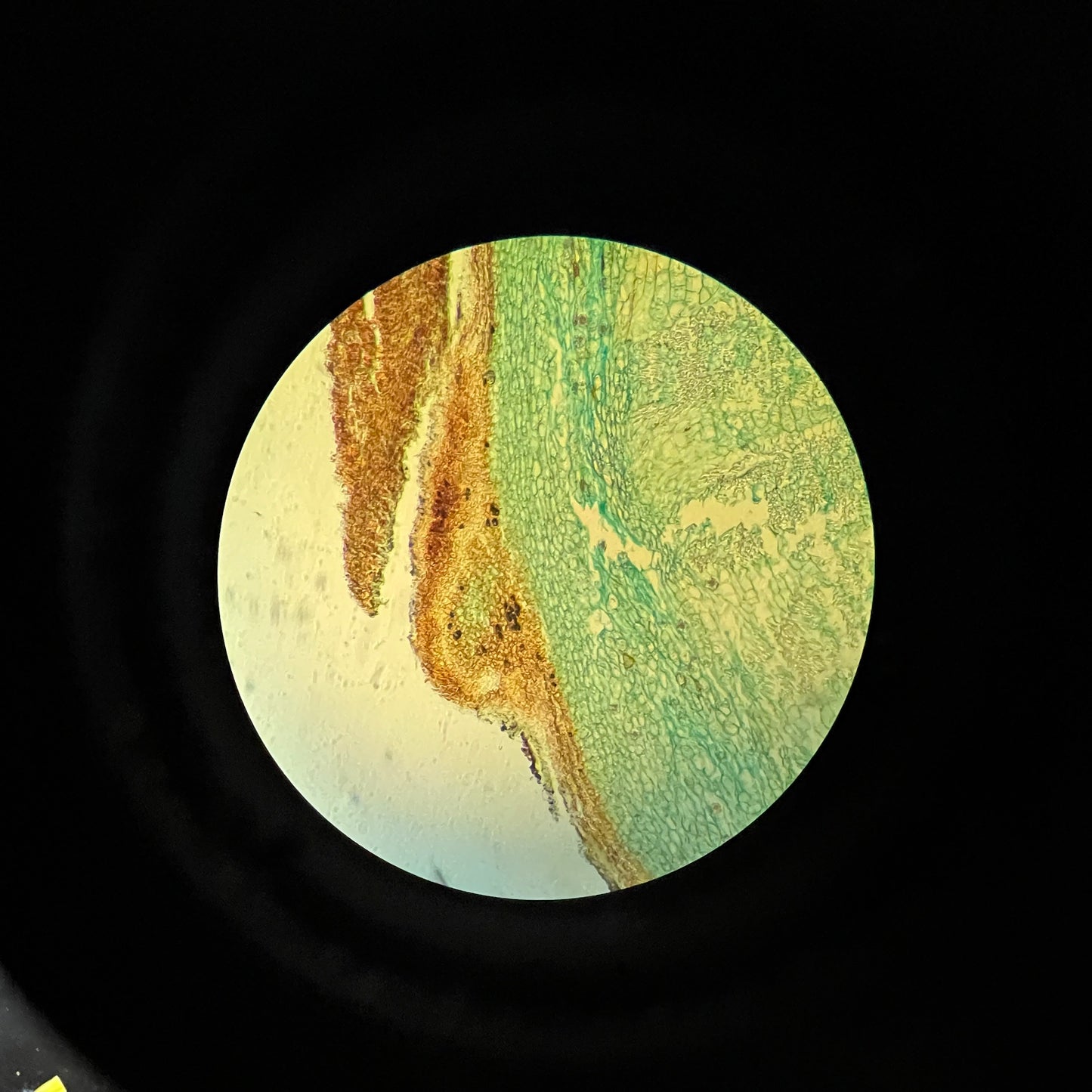 Nikon Eclispe E600 Upright Microscope 4x 10x Hoffman Optics
