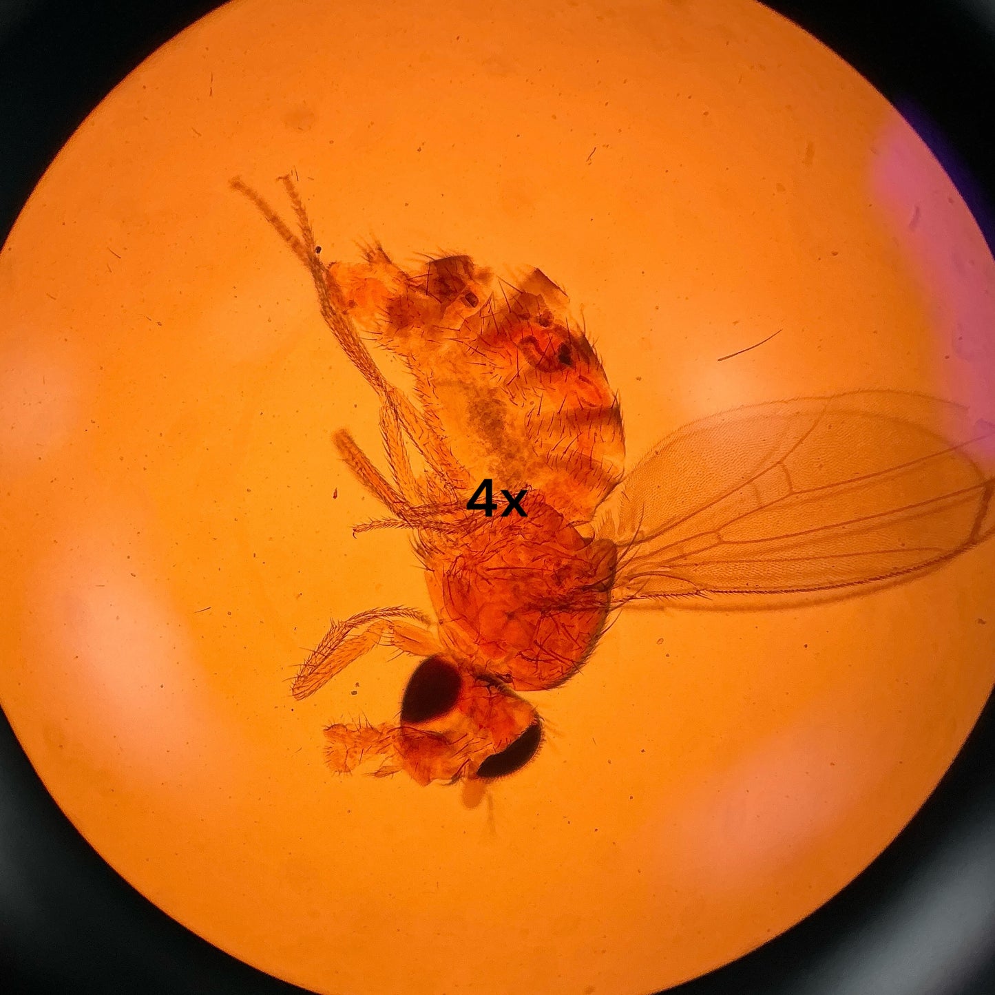 Nikon TMS-F Inverted Microscope w/ AFX-DX & Objectives 4x 10x 20x