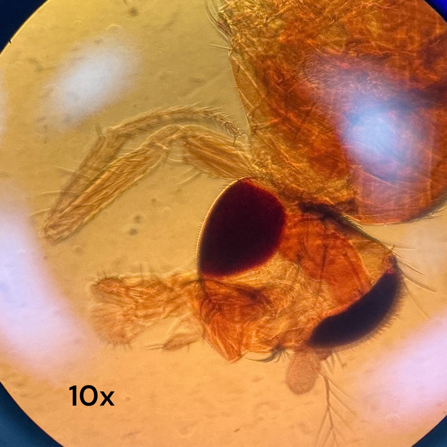 Nikon TMS-F Inverted Microscope w/ AFX-DX & Objectives 4x 10x 20x