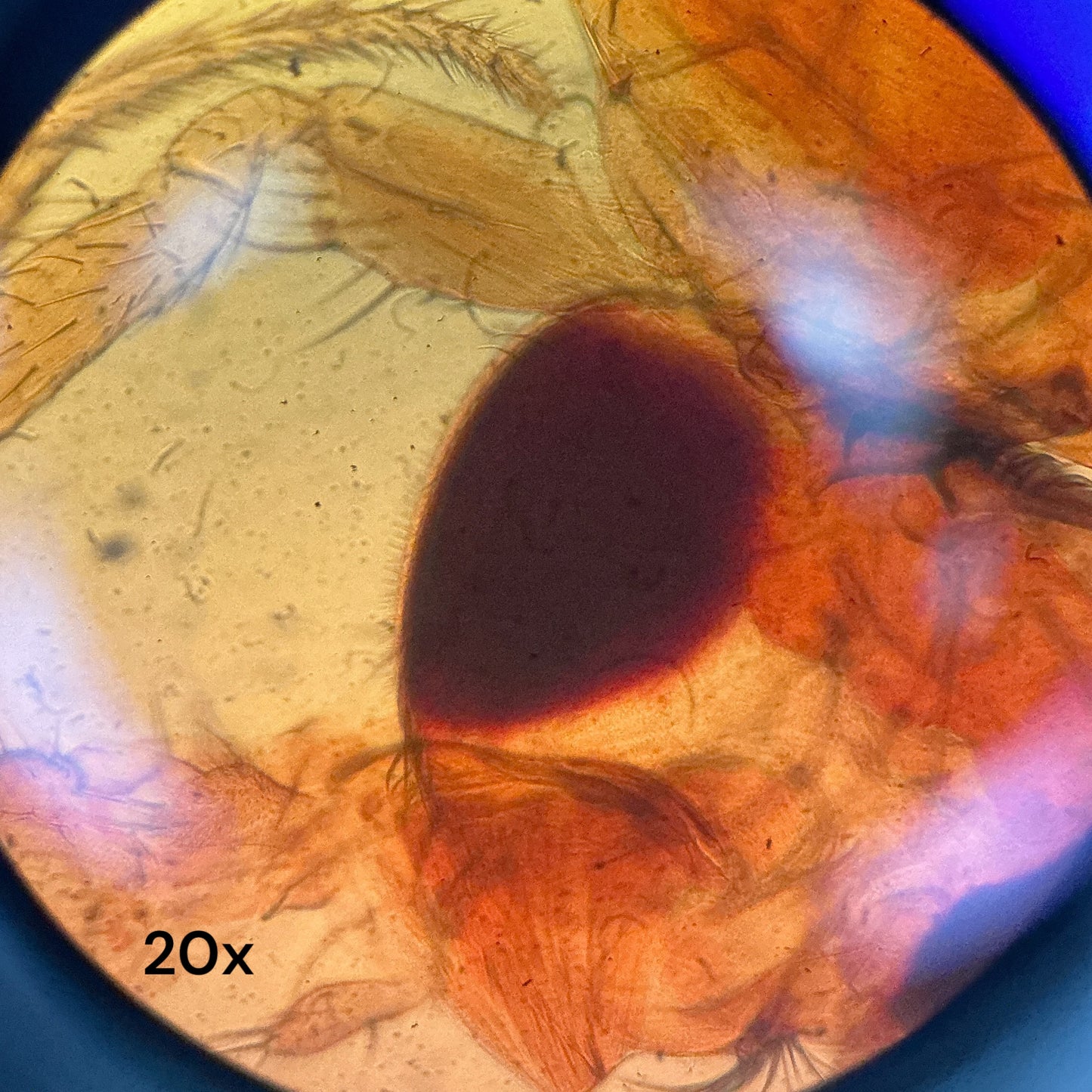 Nikon TMS-F Inverted Microscope w/ AFX-DX & Objectives 4x 10x 20x